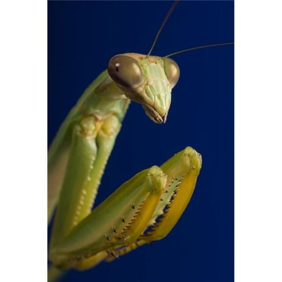Closeup of Praying Mantis Poster Print by Corey Hochachka - 11 x 17