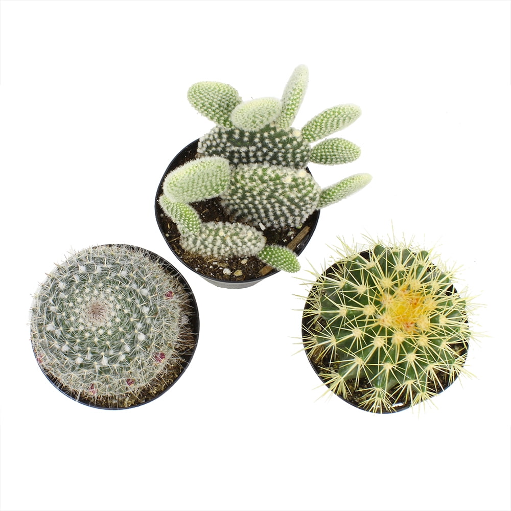 Element by Altman Plants Beginner Cactus 3-Pack | Easy Live Plants | 3.5 in. Pots | Full Sun