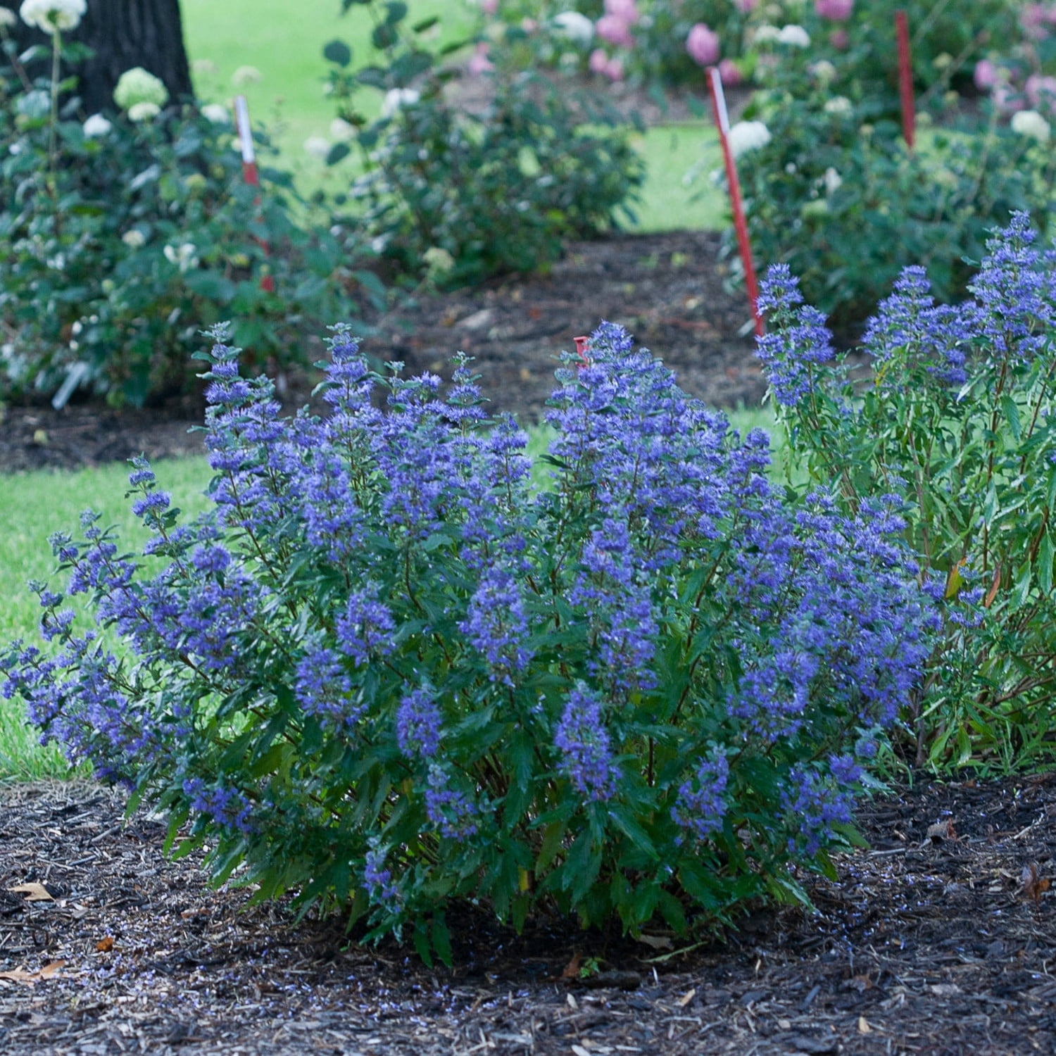 Proven Winners ColorChoice 6" Blue Beyond Midnight Bluebeard Live Plant in 7.5" Pot