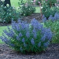 thumbnail image 5 of Proven Winners ColorChoice 5" Blue Beyond Midnight Bluebeard Live Plant in 4.5" Pot (4 Count), 5 of 10