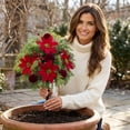 thumbnail image 7 of Cififendec Christmas Artificial Pinecone Berry Stake, 22", Christmas Evergreen Foliage Ornament Spike for Christmas Front Porch Planter Seasonal Layout Scheme, 7 of 7