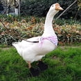 thumbnail image 4 of Chaussures de Canard pour Animaux, Bottines de Canard Résistantes à l'Abrasion 1 Paire pour Récupération des Blessures S,m,L, 4 of 8