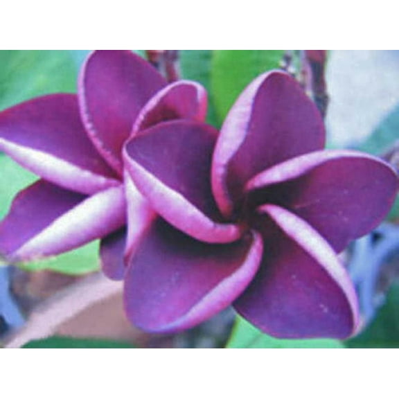 5 Purple Plumeria Seeds Plants Flower Seed Perennial Flowers Garden Bloomn