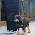 thumbnail image 3 of Dog Carrying Harness, Reflective Support Vest with Handle for Senior Dogs, Mobility Aid for Weak Rear Legs, XS-XL Sizes, 3 of 5