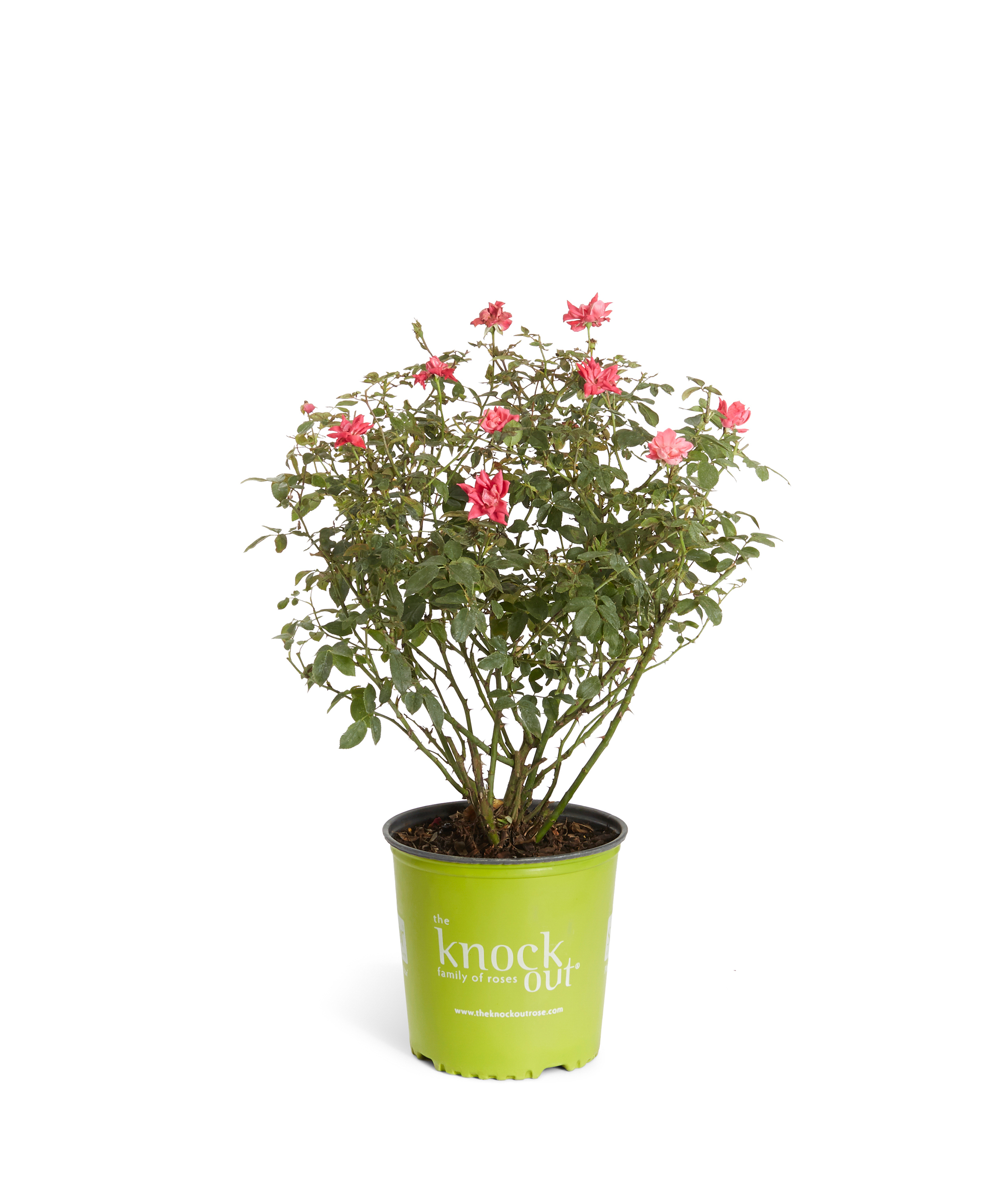 Double Knock Out® Rose The Most Popular Repeating Rose Bush Cannot