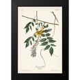 thumbnail image 2 of Audubon, John James 13x18 Black Modern Framed Museum Art Print Titled - Pl. 95 Blue-eyed Yellow Warbler, 2 of 5