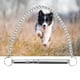 thumbnail image 5 of Silbato de entrenamiento con sonido para perros ultrasónico para controlar los ladridos ANGGREK Otros, 5 of 8