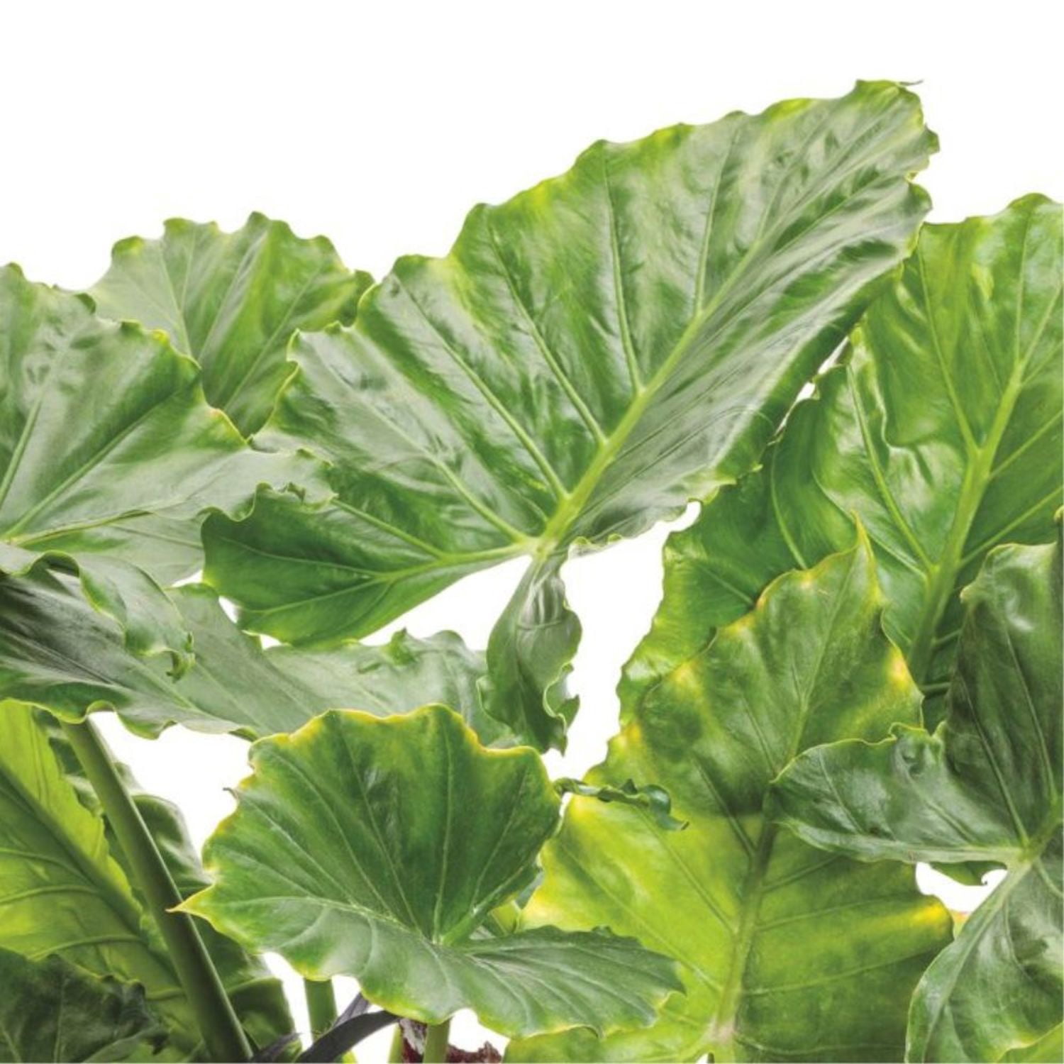 Proven Winners 5" Emerald Isle Elephant Ear Live Plant in 4.5" Pot