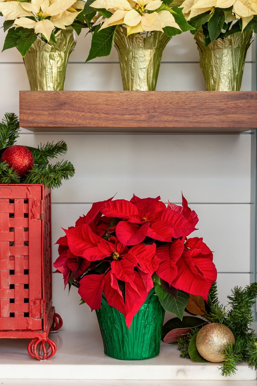 Buy Expert Gardener 1.5QT Red Poinsettia Live Plants with Decorative