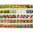 thumbnail image 2 of Set of 1000 Assorted Valley Green Flower Seed Packets! Flower Seeds in Bulk - 29+ Varieties Available!, 2 of 5