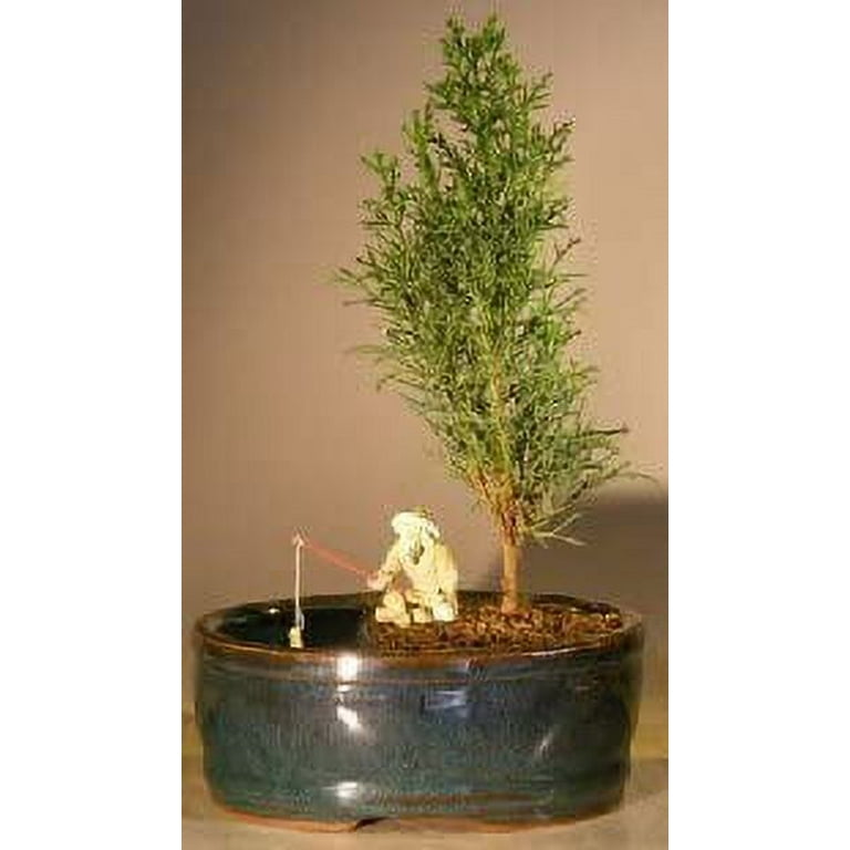 Italian Cypress Bonsai Tree Seeds for Planting | 50 Seeds | Exotic Evergreen Tree Seeds to Grow, Great for Bonsai, Evergreen