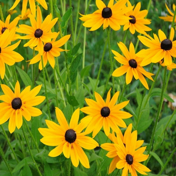 Outsidepride 400 Gloriosa Daisy Flower Seeds, Drought Tolerant