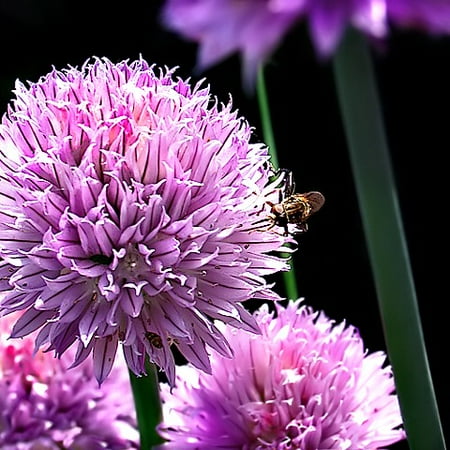 - Chives - Hardy Perennial - Easy to Grow! - 3