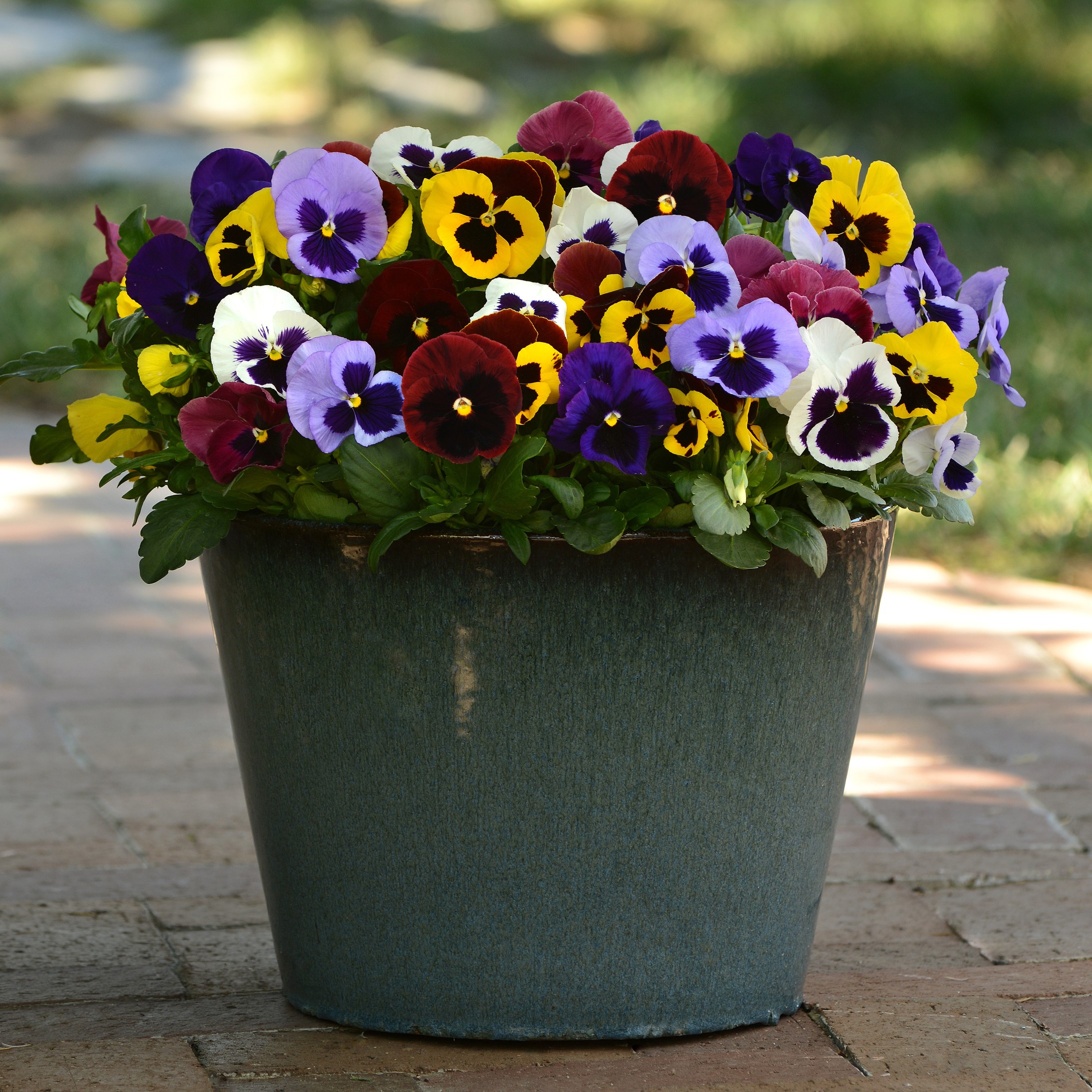 Expert Gardener 1.5 Gallon Multicolor Pansy Hanging Basket