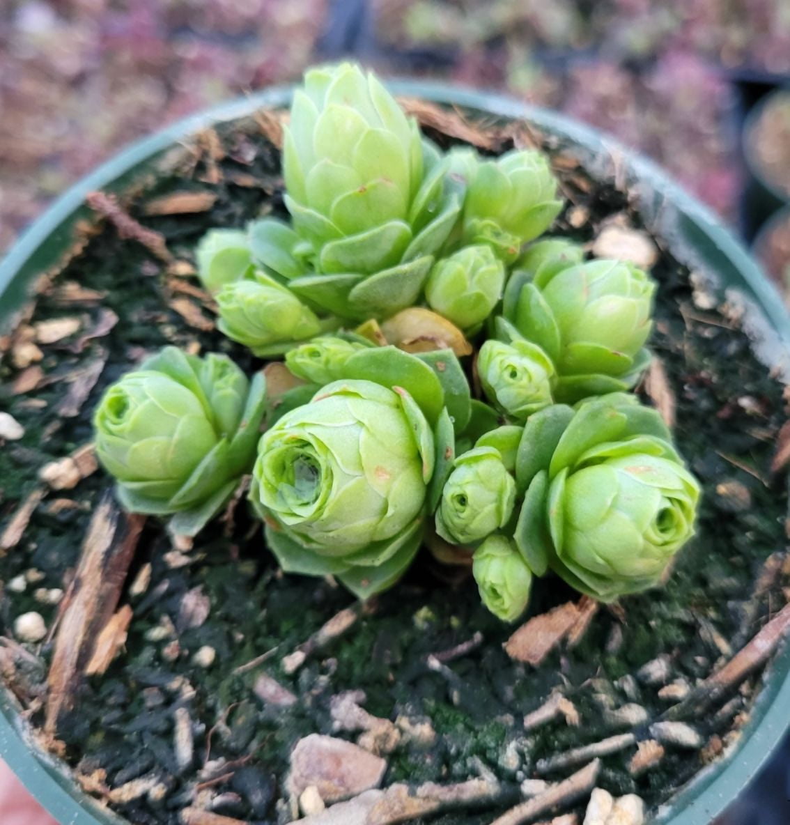 pumpkin succulent arrangement DIY Mini Succulent Pumpkin Kit (Makes 3)
