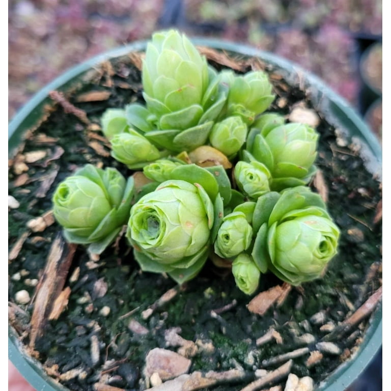 5 Seeds Aeonium Greenovia Aurea Mountain for Planting, Rare Succulent Rose  Seeds for Home Garden - Walmart.com
