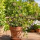 thumbnail image 4 of CaiYueKe Small Trellis for Potted Plants, 14.96 Inch Indoor Trellis for Climbing Plants Honeycomb Shape Plastic Plant Trellis for Pots Plant Climbing Support for Flower Hoya Pothos Houseplants(Black), 4 of 6