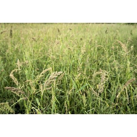 App 5000 seeds Japanese Millet Forage crop ground cover - erosion control all