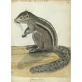 thumbnail image 2 of Jan Brandes 11x14 Black Ornate Wood Framed Double Matted Museum Art Print Titled: Ceylons Squirrel (1785), 2 of 5