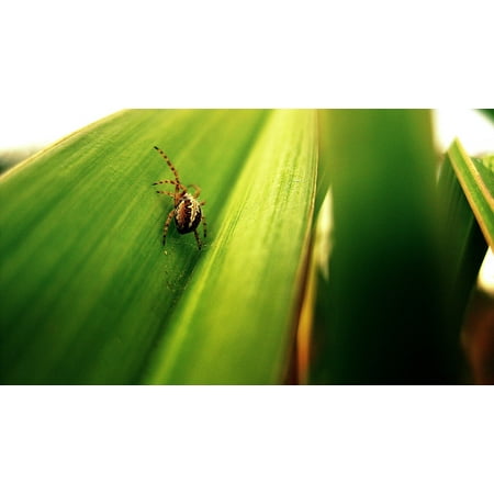 LAMINATED POSTER Spider Nature Green Garden Spider Macro Plant Poster Print 11 x