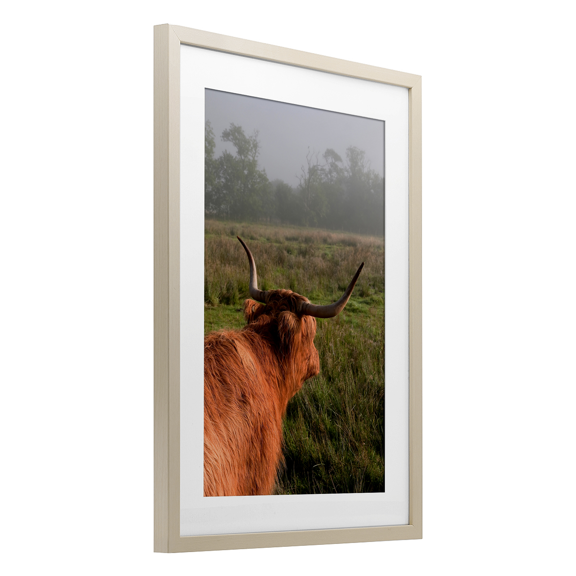 Highland Cow Gazing Out Birch Framed Print Under Glass, design by Jenny Rainbow Fine Art