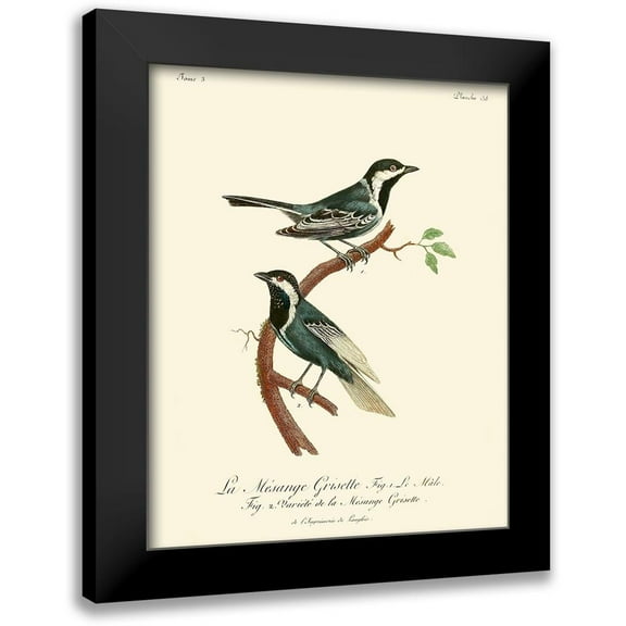 de Langlois 12x14 Black Modern Framed Museum Art Print Titled - Vintage French Birds III