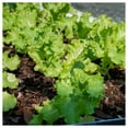 Everwilde Farms 1 oz Grand Rapids Leaf Lettuce Seeds Gold Vault