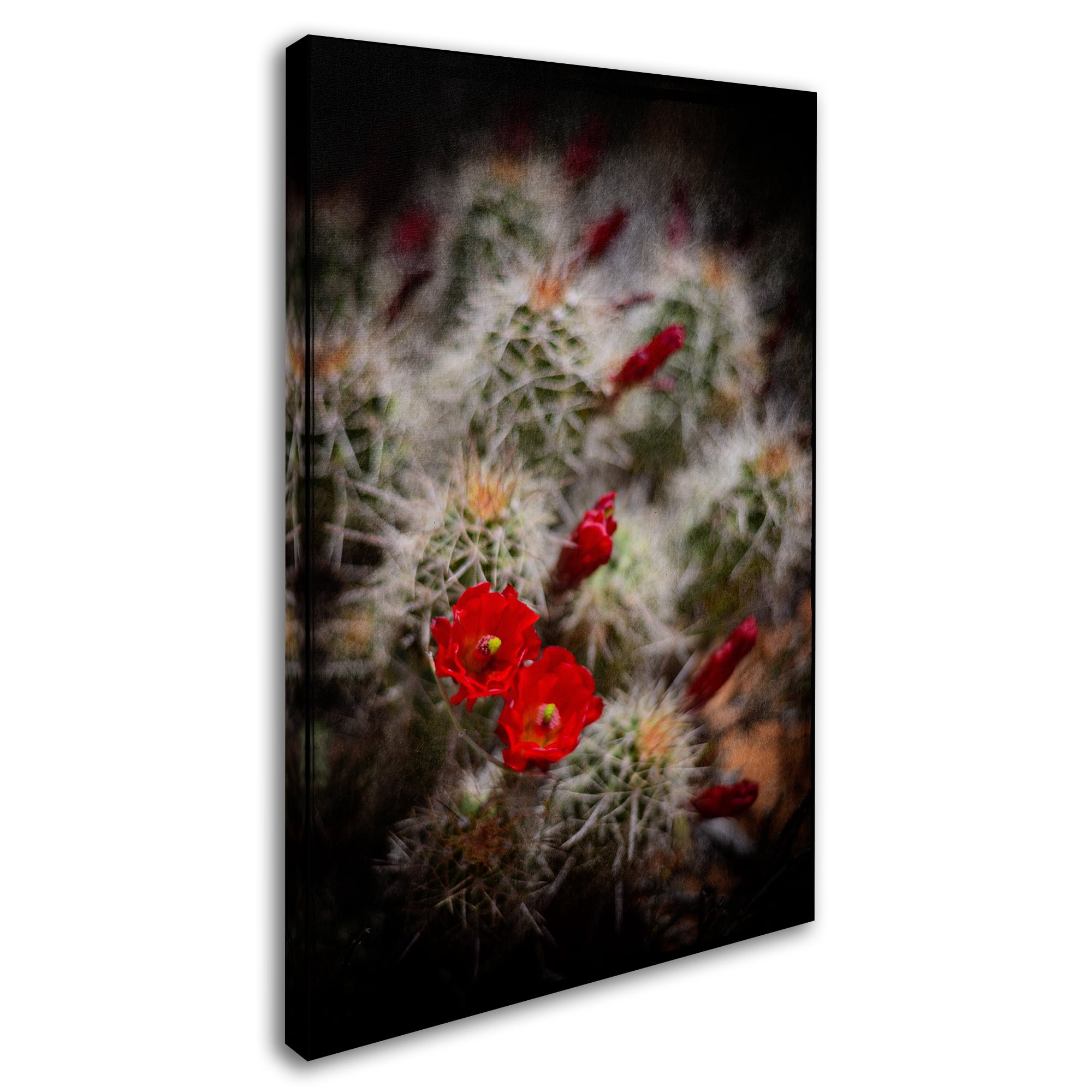 Trademark Fine Art 'Desert Flower 6' Canvas Art by LightBoxJournal