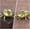 Beetle, variant on 1PCS Vintage Solid Brass Hummingbird Figurine , for Home Office Desk Decor Zen Garden Ornaments Tea Pet Gift