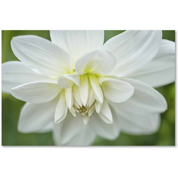Trademark Fine Art 'White Dahlia' Canvas Art by Cora Niele
