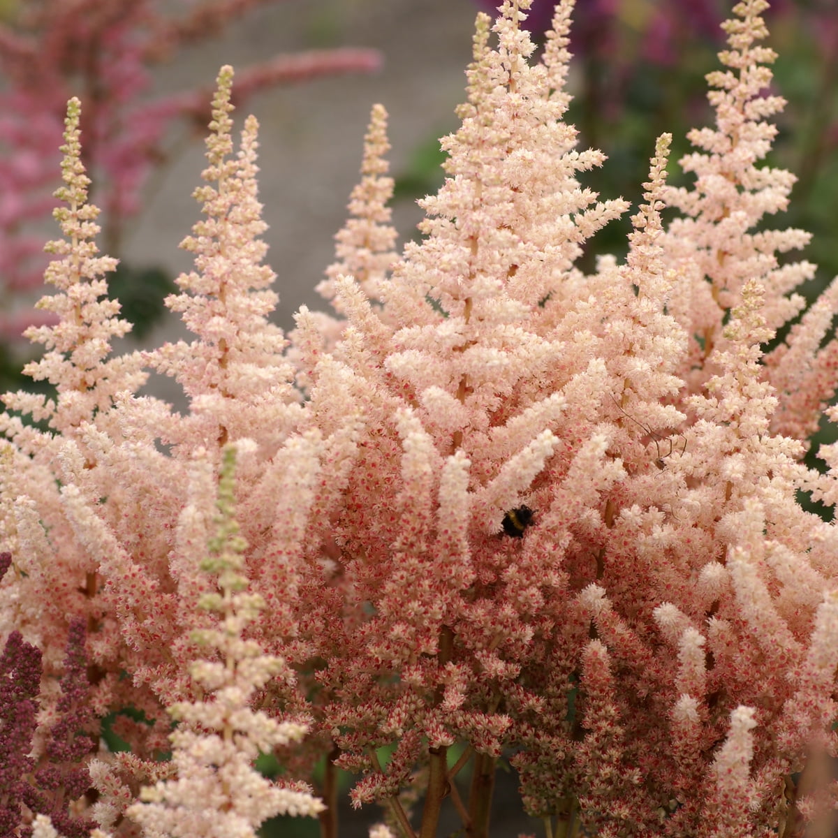 Van Zyverden Astilbe Exclusive Sara's Coral 5 Roots Orange Partial Shade Perennial Pollinator 2 lbs