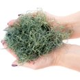 PREMIUM Spanish Moss in Basil Natural Preserved Great Ground Cover