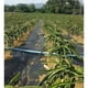thumbnail image 3 of Que Cultiva Un Negra Durable De La Que Cultiva Un De La Tela Del Paisaje De La Barrera De La Mala Hierba Del  15x3 metros Soledad Tela de barrera de malezas de paisaje, 3 of 10