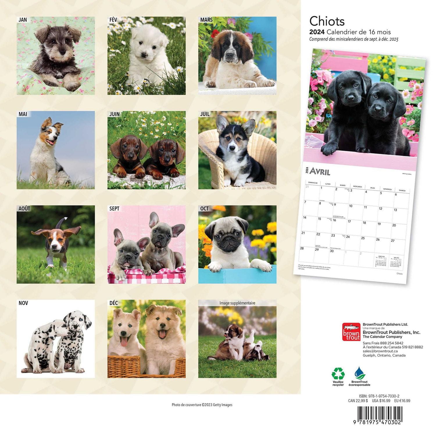 BrownTrout Puppies 2024 12x24 Inch Square Wall Calendar, 9781975470302