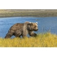 thumbnail image 2 of Jones, Adam 18x13 Black Ornate Wood Framed with Double Matting Museum Art Print Titled - Grizzly bear-Lake Clark National Park and Preserve-Alaska-Silver Salmon Creek, 2 of 4