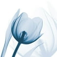 thumbnail image 2 of Koetsier, Albert 20x20 White Modern Wood Framed Museum Art Print Titled - Indigo Tulip, 2 of 4