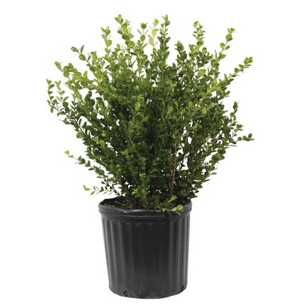 Wintergreen Boxwood Korean 2 4 Gal Walmart Com Walmart Com