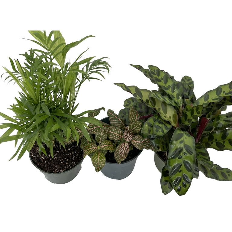 Pet Friendly Indoor Houseplant Collection - Parlor Palm, Fittonia, Calathea  - 3 Pack in 4"" Pots" - Walmart.com