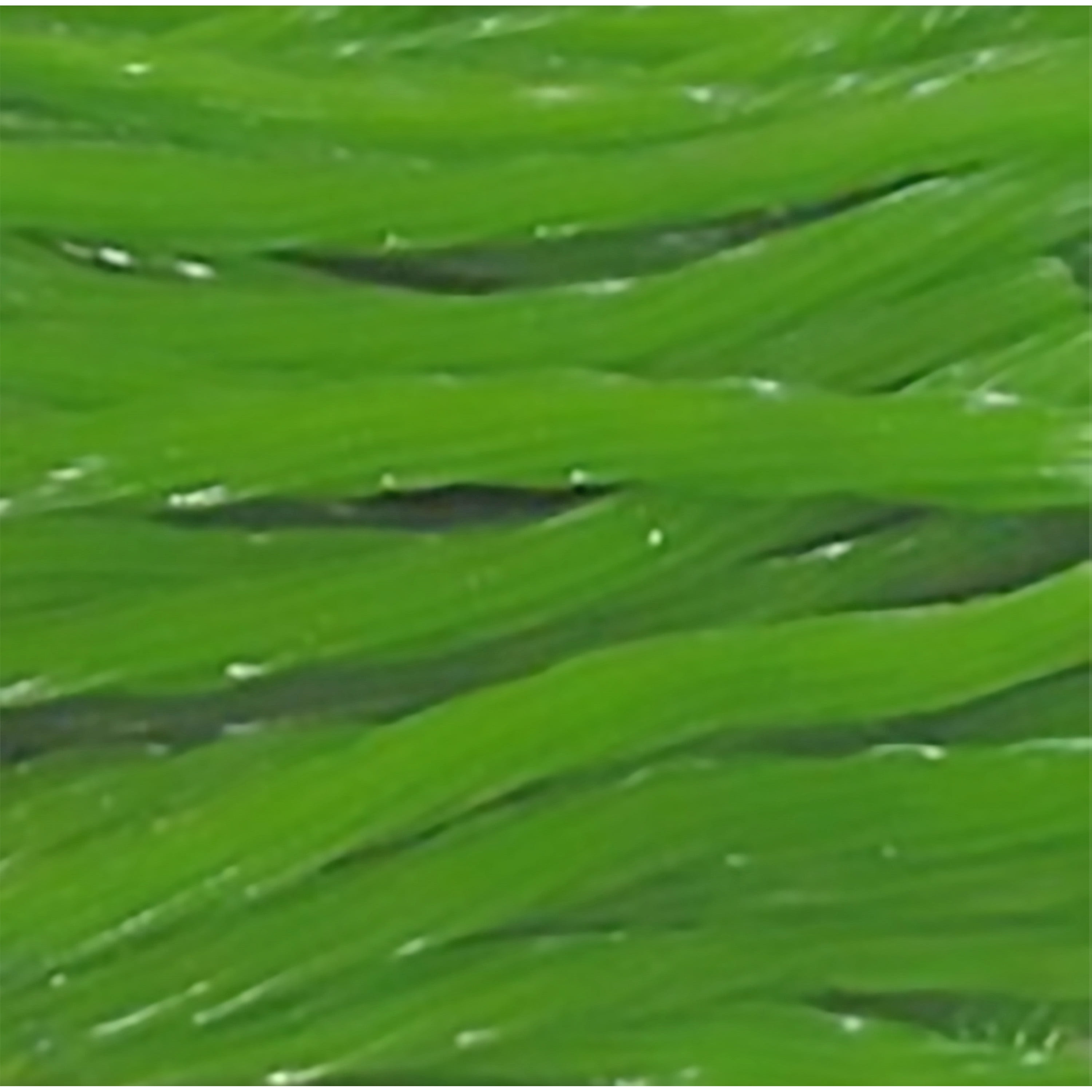 Amish Licorice Twists - Three 16 Oz Pkgs - Green Apple