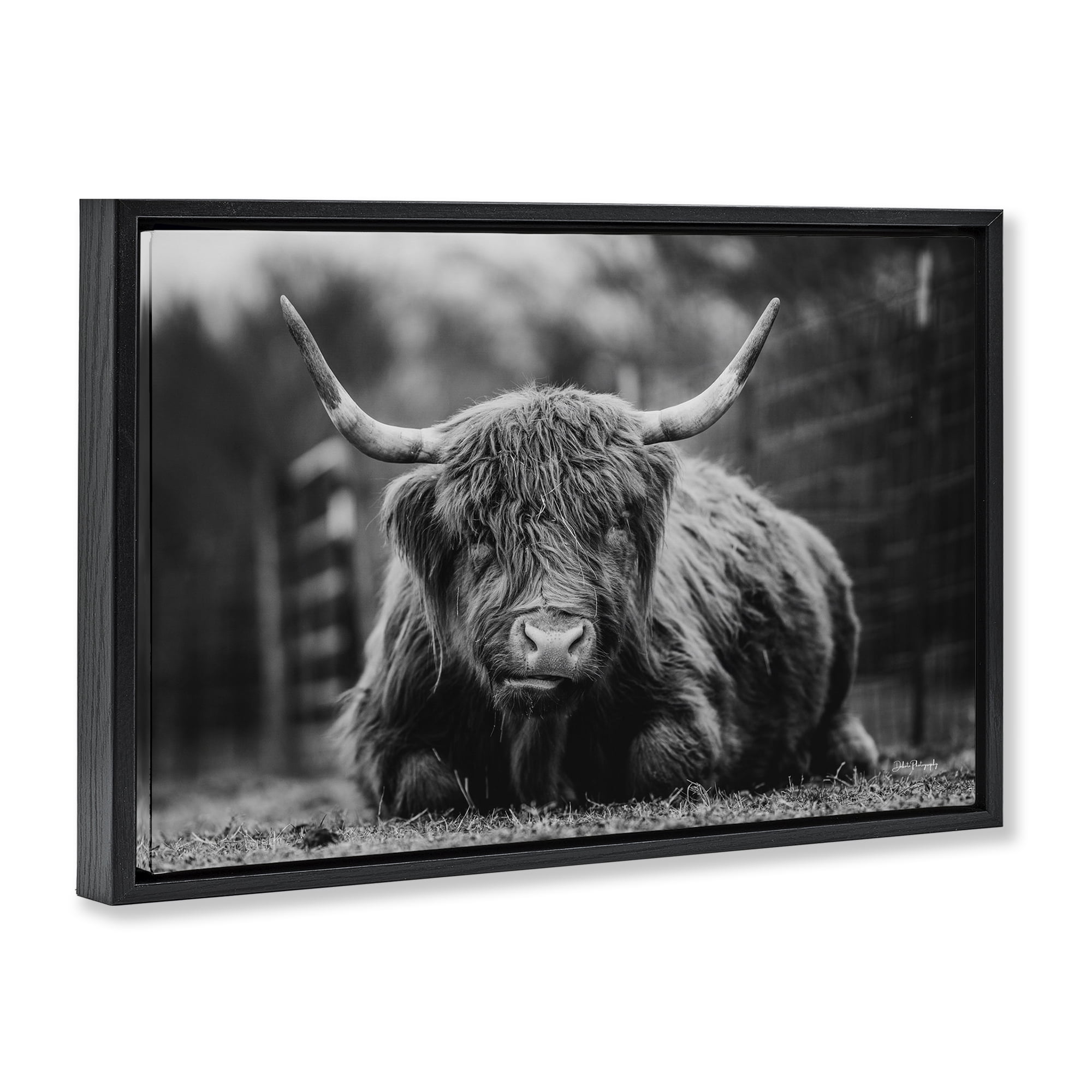 Stupell Industries Cattle Laying in Grass Animals & Insects Photography Black Floater Framed Canvas Art Print Wall Art, 31 x 21