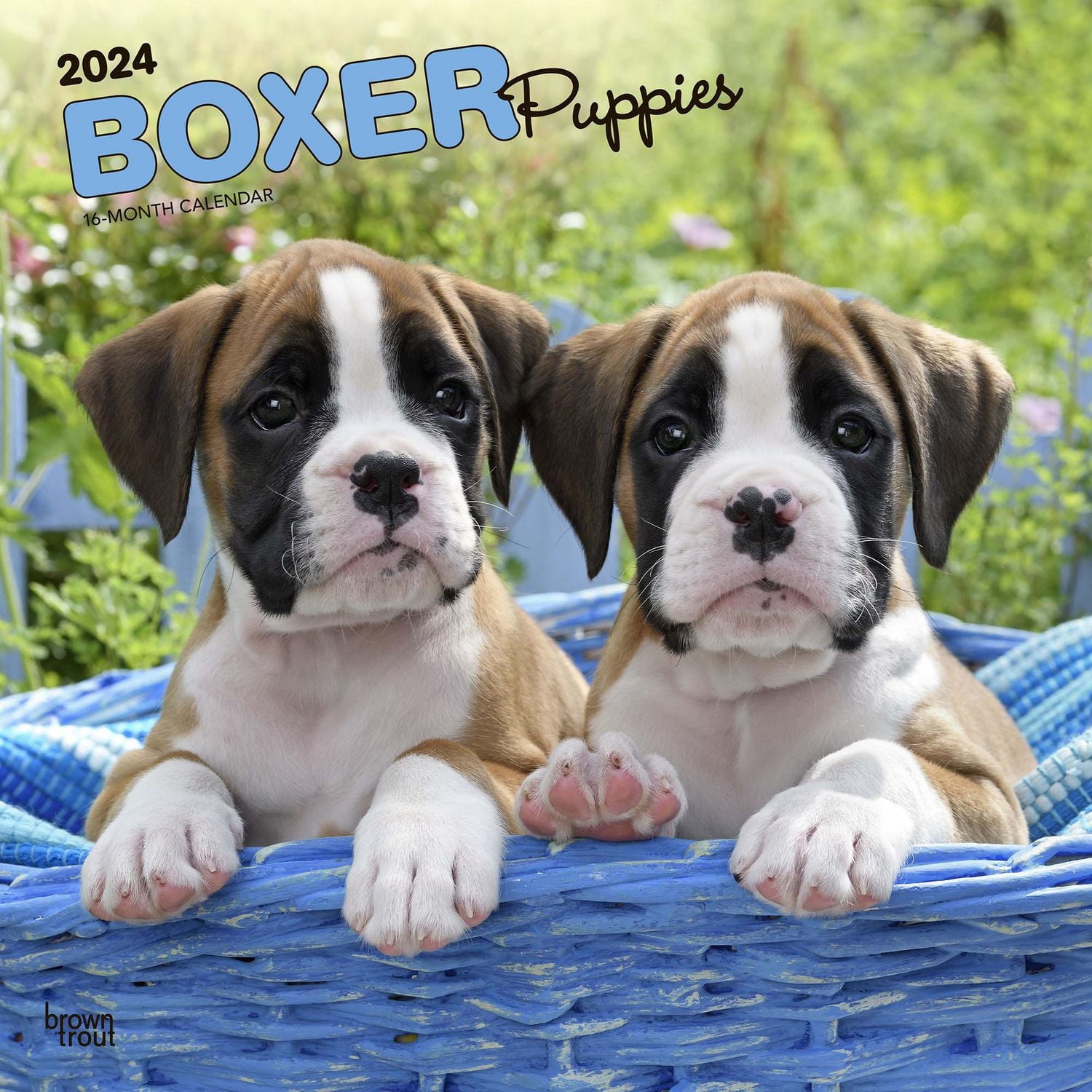 BrownTrout Boxer Puppies 2024 12x24 Inch Square Wall Calendar, 9781975461935