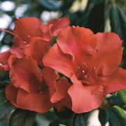 Encore Azalea Autumn Embers Shrub 1 Gallon