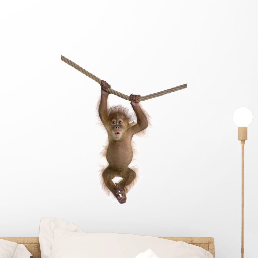 Cute Monkey Pictures Hd Wall Decal by Wallmonkeys Peel and Stick Graphic (18 in H x 13 in W