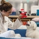thumbnail image 4 of Juguete de peluche para perros, resistente a mordeduras, serie de Navidad, juguete para masticar perros, suministros para mascotas Tmvgtek Para estrenar, 4 of 6