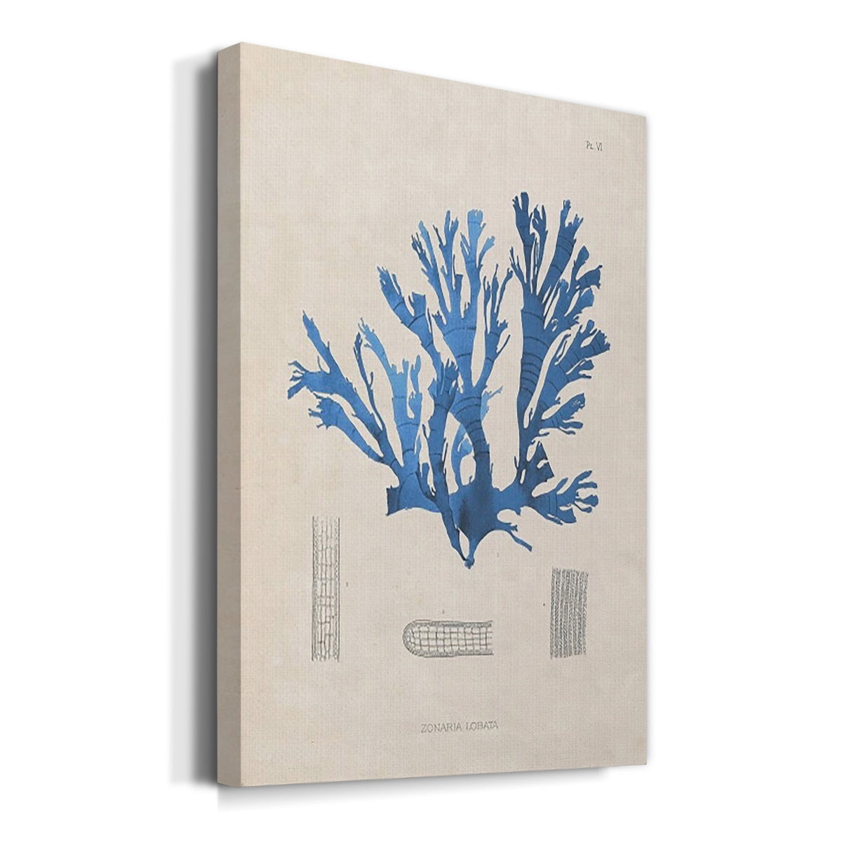 Blue Marine Algae IX Premium Gallery Wrapped Canvas - Ready to Hang