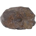 thumbnail image 4 of MasteelfCA 1pc Creative Trilobite Fossil Sample Decor Student Science Teaching Material, 4 of 7