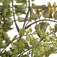 thumbnail image 2 of Vickerman FQ181001 27 in. Green Fern Spray, 2 of 3