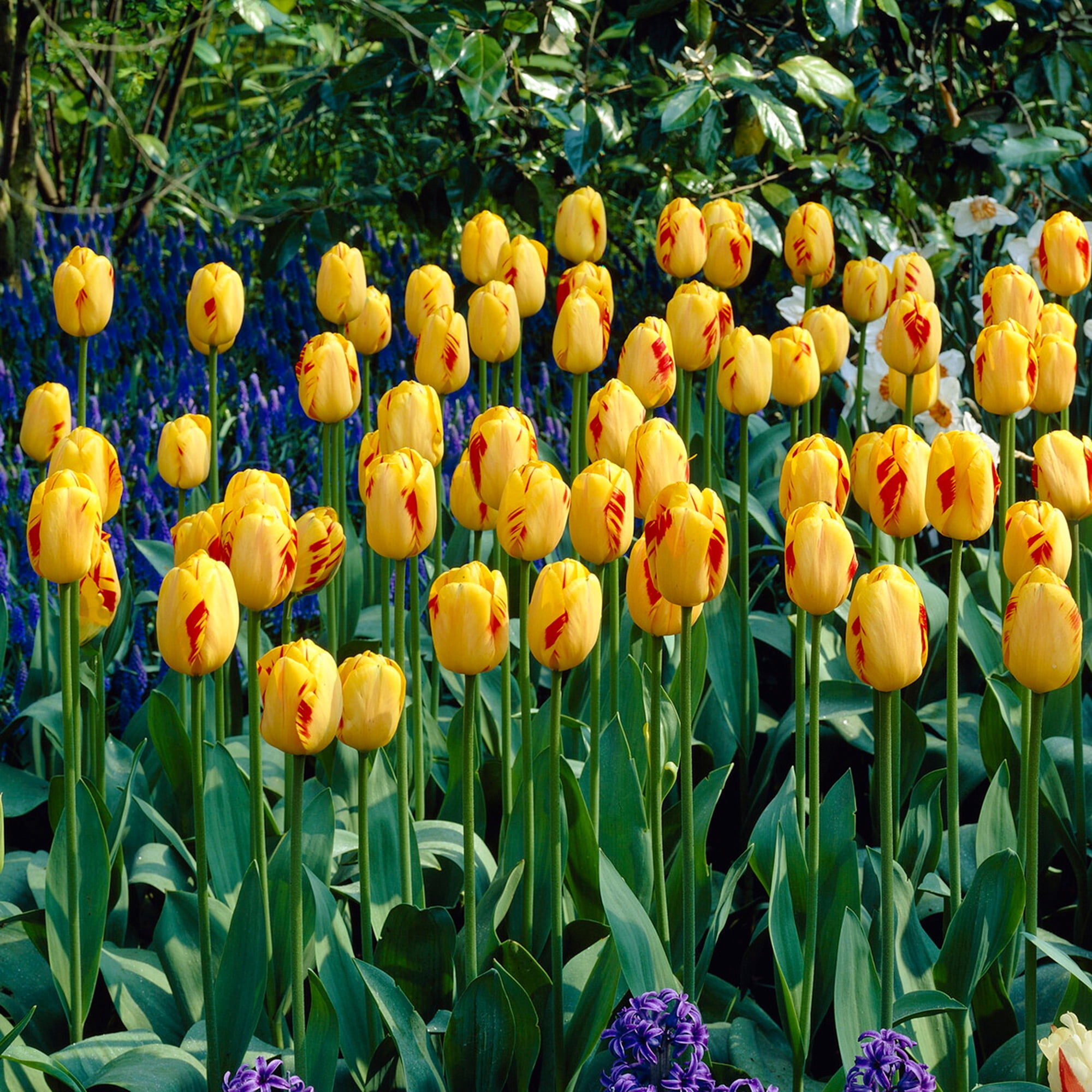 Garden State Bulb Darwin Hybrid Olympic Flame Tulip Flower Bulbs, 12/+ cm (Bag of 100)