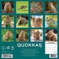thumbnail image 2 of Quokkas 2026 12 X 12 Wall Calendar, (Hardcover), 2 of 5