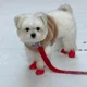 thumbnail image 5 of 4 piezas de zapatos de lluvia para perros y mascotas, de silicona, antideslizantes, impermeables, transpirables, suministros para días lluviosos para perros pequeños, medianos y grandes, gatos, 5 of 5